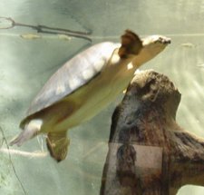 pignosed turtle
