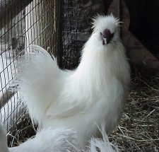 silky chicken