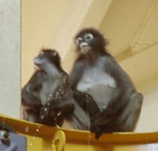 spectacled langurs