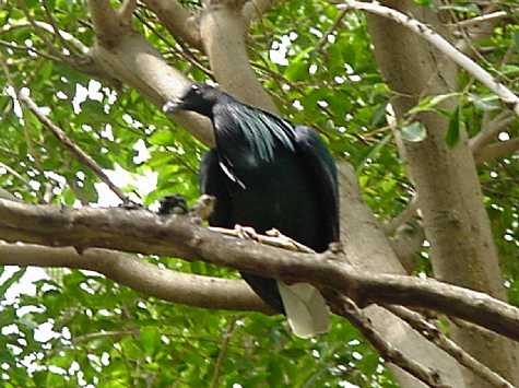 Black pigeon