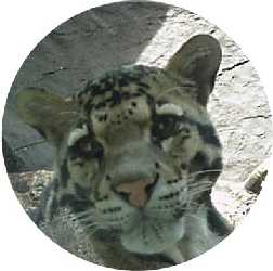 Clouded leopard