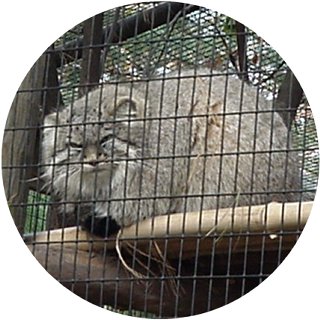 Pallas' cat