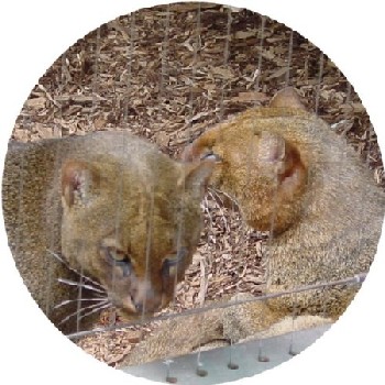 Jaguarundis