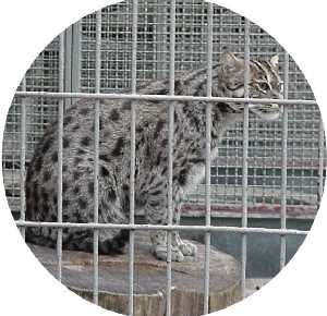 Fishing cat