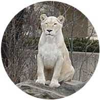 White lioness