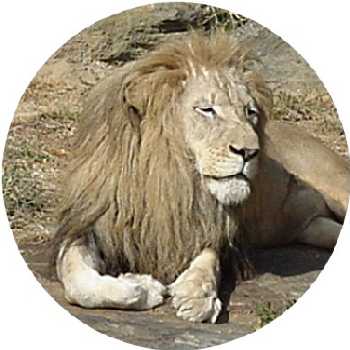 Male lion