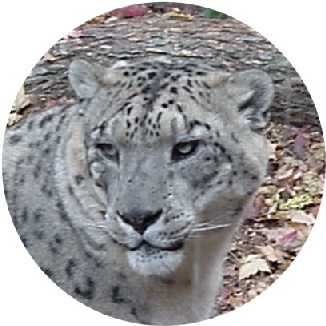 Snow leopard