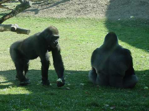 Gorillas