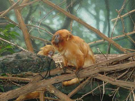 Golden lionheaded tamarin with baby