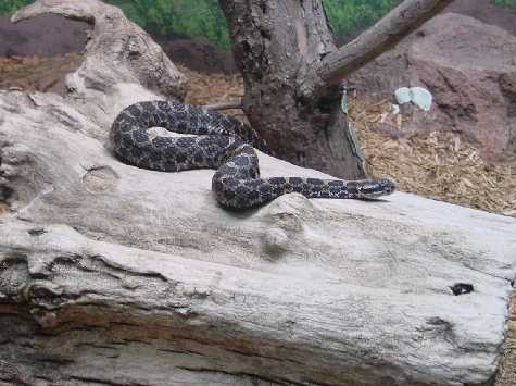 Eastern massaugua snake
