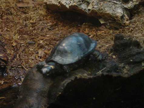 Bog turtle