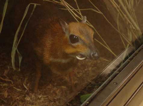 Greater mouse deer