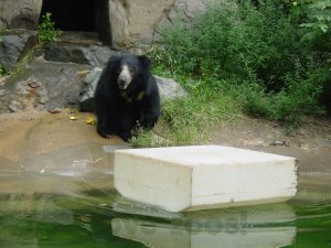 National Zoo scene