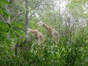 Bronx Zoo scene